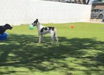 Buck -  Australian Cattle Dog Blue Heeler Dog for Adoption in Tacoma, Washington - Buck | PetCurious