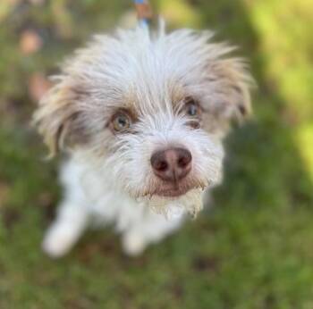 Checkers -  Terrier Dog for Adoption in Oakland, California - Checkers | PetCurious