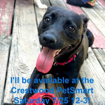 Misty May -  Mixed Breed Dog for Adoption in Matteson, Illinois - Misty May | PetCurious