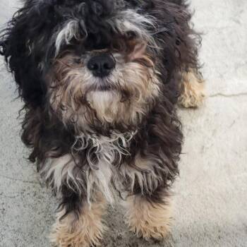 Dizzy -  Yorkshire Terrier and Miniature Poodle Dog for Adoption in Spanish Fork, Utah - Dizzy | PetCurious