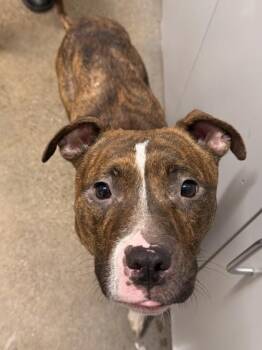 Margot -  Pit Bull Terrier Dog for Adoption in Cleveland, Ohio - Margot | PetCurious