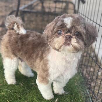 Shih Tzu Dogs Available for Adoption in Phoenix, Arizona - Tina | PetCurious