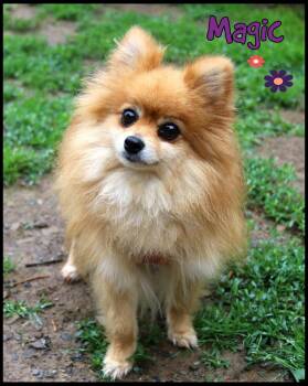 Magic -  Pomeranian Dog for Adoption in Shippenville, Pennsylvania - Magic | PetCurious