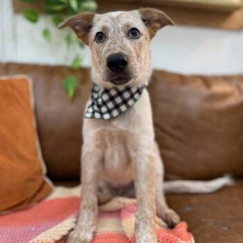 Fireball Finnegan -  Australian Cattle Dog Blue Heeler Dog for Adoption in Friendswood, Texas - Fireball Finnegan | PetCurious