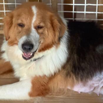 Brenda -  Shepherd Dog for Adoption in Kansas City, Missouri - Brenda | PetCurious