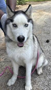 Woofie -  Husky Dog for Adoption in Watertown, Connecticut - Woofie | PetCurious