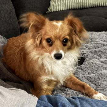 Rosalita -  Chihuahua and Dachshund Dog for Adoption in Columbia, South Carolina - Rosalita | PetCurious