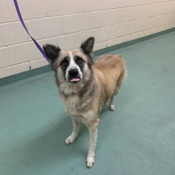 Rescue Mixed Breed Dogs for Adoption in Memphis, Tennessee - Queen | PetCurious