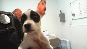 A1271434 -  Pit Bull Terrier and Mixed Breed Dog for Adoption in Charlotte, North Carolina - A1271434 | PetCurious