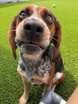 Timmy -  Beagle Dog for Adoption in Frankfort, Kentucky - Timmy | PetCurious