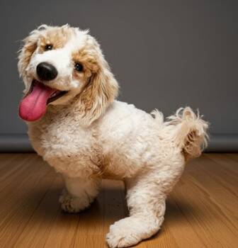 Cavalier King Charles Spaniel and Poodle Dogs Available for Adoption in Fort Myers, Florida - Darien-4mo Old Puppy! | PetCurious