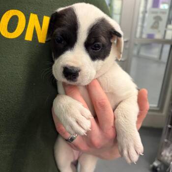 Tessa -  Terrier Dog for Adoption in Montgomery, Alabama - Tessa | PetCurious