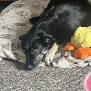 Husky Dogs Available for Adoption - Emma | PetCurious