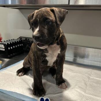 IVHS-Stray-140910 -  Pit Bull Terrier Dog for Adoption in San Gabriel, California - IVHS-Stray-140910 | PetCurious