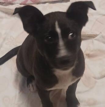 Dottie Ann -  Border Collie Dog for Adoption in Oakland, California - Dottie Ann | PetCurious