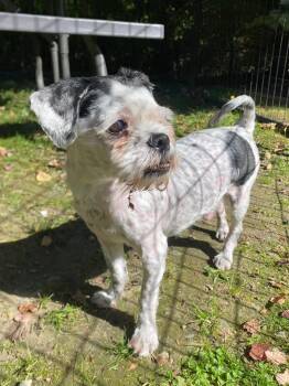 Mushroom -  Shih Tzu and Mixed Breed Dog for Adoption in Fall River, Massachusetts - Mushroom | PetCurious