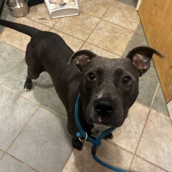 Adam -  Mixed Breed Dog for Adoption in Chattanooga, Tennessee - Adam | PetCurious