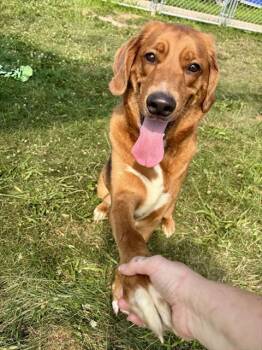 CHARLIE BROWN -  Golden Retriever and Treeing Walker Coonhound Dog for Adoption in Kalamazoo, Michigan - CHARLIE BROWN | PetCurious