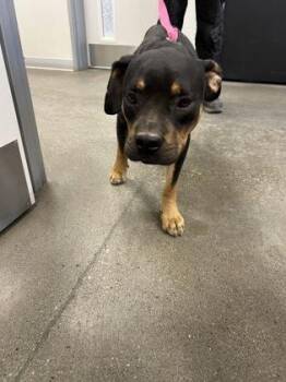 Rock -  Pit Bull Terrier and Mixed Breed Dog for Adoption in Fresno, California - Rock | PetCurious