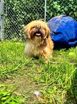 Jenna -  Shih Tzu and Mixed Breed Dog for Adoption in Hobart, Indiana - Jenna | PetCurious