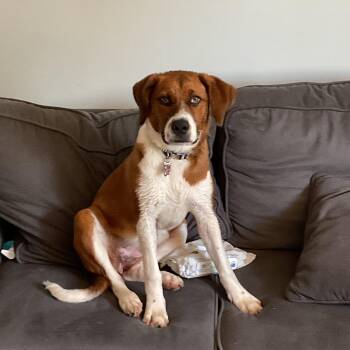Duckie -  Labrador Retriever and Hound Dog for Adoption in Columbia, Maryland - Duckie | PetCurious