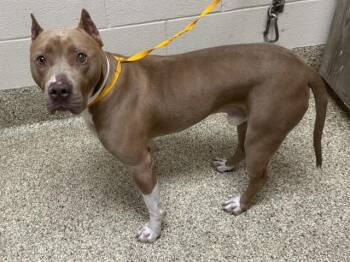 KAINE -  Pit Bull Terrier Dog for Adoption in Colorado Springs, Colorado - KAINE | PetCurious