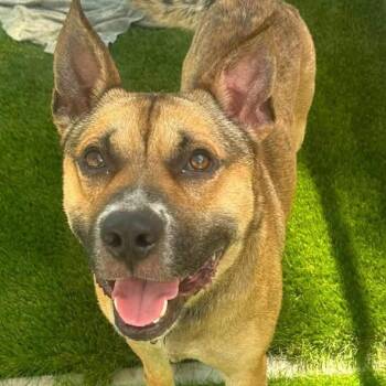 Sunny -  Terrier Dog for Adoption in Warren, Ohio - Sunny | PetCurious