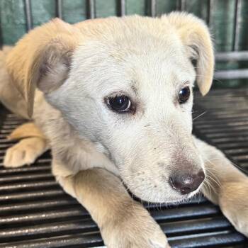 Labrador Retriever Dogs Available for Adoption - Lila | PetCurious
