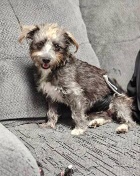 Rescue Terrier Dogs for Adoption in Broken Arrow, Oklahoma - Skippy | PetCurious