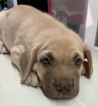 Huey -  Labrador Retriever and Mixed Breed Dog for Adoption in Gainesville, Florida - Huey | PetCurious