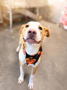 Terrier and Labrador Retriever Dogs Available for Adoption in Lafayette, Louisiana - Nick Wilde | PetCurious