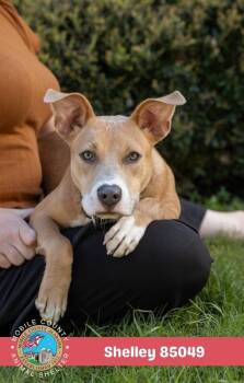 Shelley -  Mixed Breed Dog for Adoption in Mobile, Alabama - Shelley | PetCurious