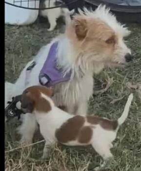 Rescue Terrier Dogs for Adoption in Gainesville, Virginia - Misty | PetCurious