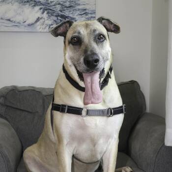Rescue German Shepherd Dog and Australian Cattle Dog Blue Heeler Dogs for Adoption in Nashville, Tennessee - Sadie: The Gloriously Awkward Underdog Looking For Her Forever H | PetCurious