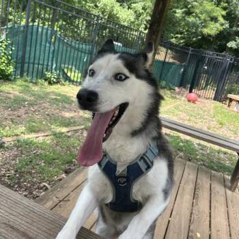 Ellie -  Siberian Husky Dog for Adoption in Charlottesville, Virginia - Ellie | PetCurious