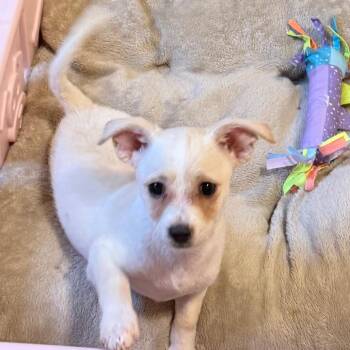 Pine -  Miniature Poodle and Terrier Dog for Adoption in Las Vegas, Nevada - Pine | PetCurious