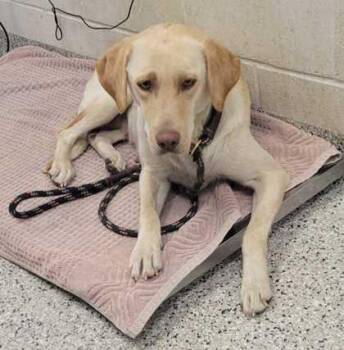 Croissant -  Labrador Retriever and Mixed Breed Dog for Adoption in Kansas City, Missouri - Croissant | PetCurious