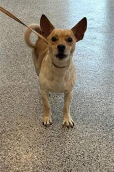 Chihuahua Dogs Available for Adoption in Palmetto, Florida - TATE | PetCurious