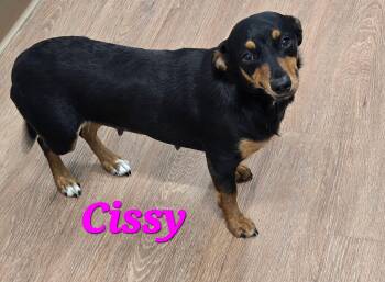 Cissy -  Chihuahua and Dachshund Dog Available for Adoption in Mingus, Texas - Cissy | PetCurious