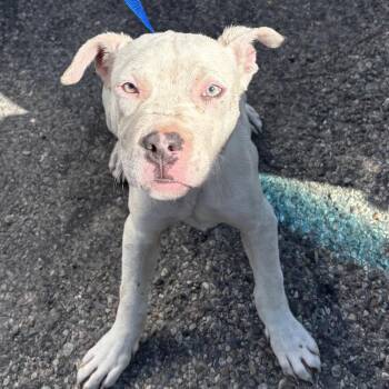 Biscuit -  Pit Bull Terrier Dog for Adoption in Idaho Falls, Idaho - Biscuit | PetCurious