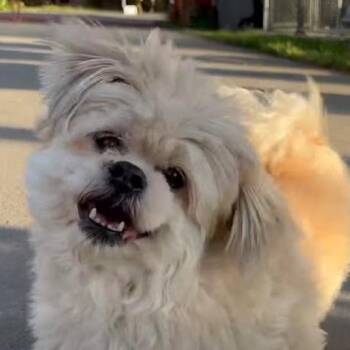 Hercules -  Shih Tzu and Pomeranian Dog for Adoption in Sequim, Washington - Hercules | PetCurious