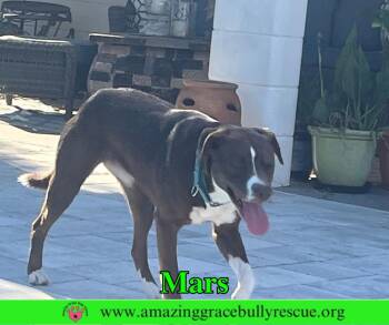 Mars -  Terrier Dog for Adoption in Pensacola, Florida - Mars | PetCurious