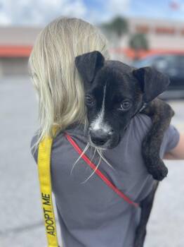 Rescue Basenji Dogs for Adoption - Latte | PetCurious