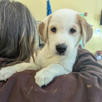 Mixed Breed Dogs Available for Adoption - Susie | PetCurious