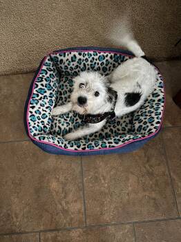 Lhasa Apso and Terrier Dogs Available for Adoption in Williamsburg, Virginia - Brandi | PetCurious