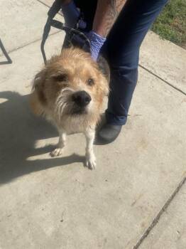 MYLES -  Wirehaired Pointing Griffon and Mixed Breed Dog for Adoption - MYLES | PetCurious