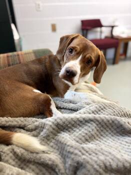 Georgie -  Beagle Dog for Adoption in Fincastle, Virginia - Georgie | PetCurious
