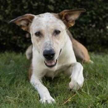 Layla -  Cattle Dog and Shepherd Dog for Adoption in Springboro, Ohio - Layla | PetCurious