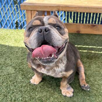 American Bulldog Dogs Available for Adoption in Hawthorne, California - Whiskey | PetCurious