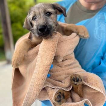 Titania -  Mixed Breed Dog for Adoption in Hendersonville, North Carolina - Titania | PetCurious
